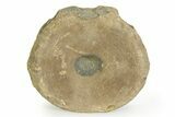 Fossil Ichthyosaur (Brachypterygius) Vertebra - England #351050-1